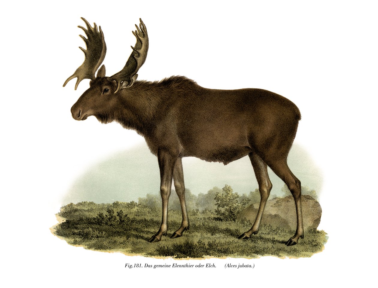 Elk, 1860 af German School