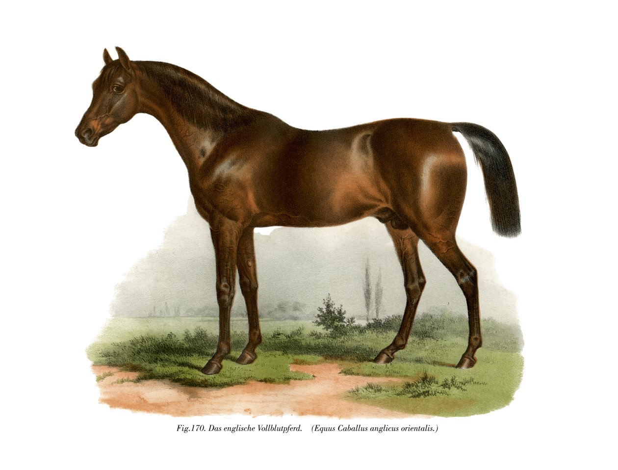 Engelsk fuldblodshest, 1860 af German School