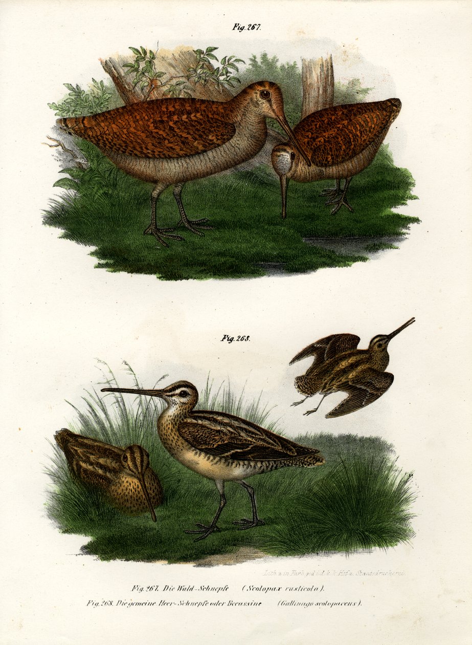Eurasisk skovsneppe, 1864 af German School