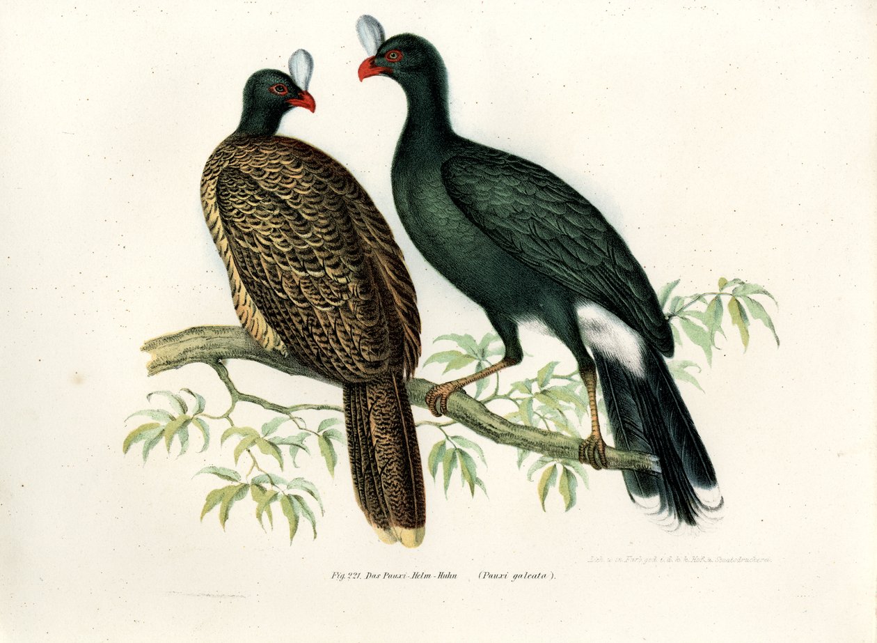 Galeated Curassow, 1864 af German School