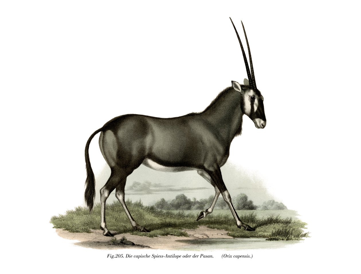 Gemsbok, 1860 af German School