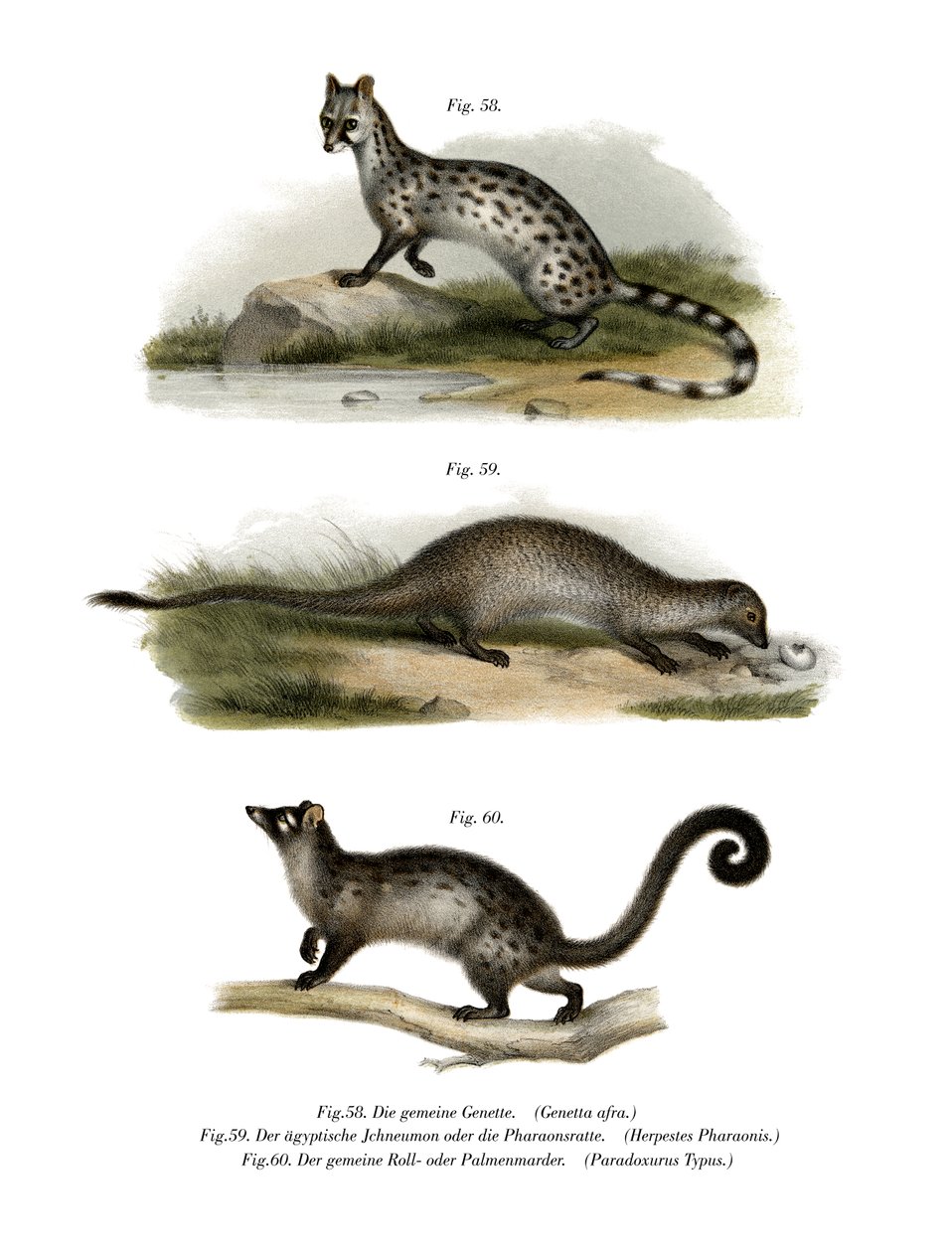 Genet, 1860 af German School