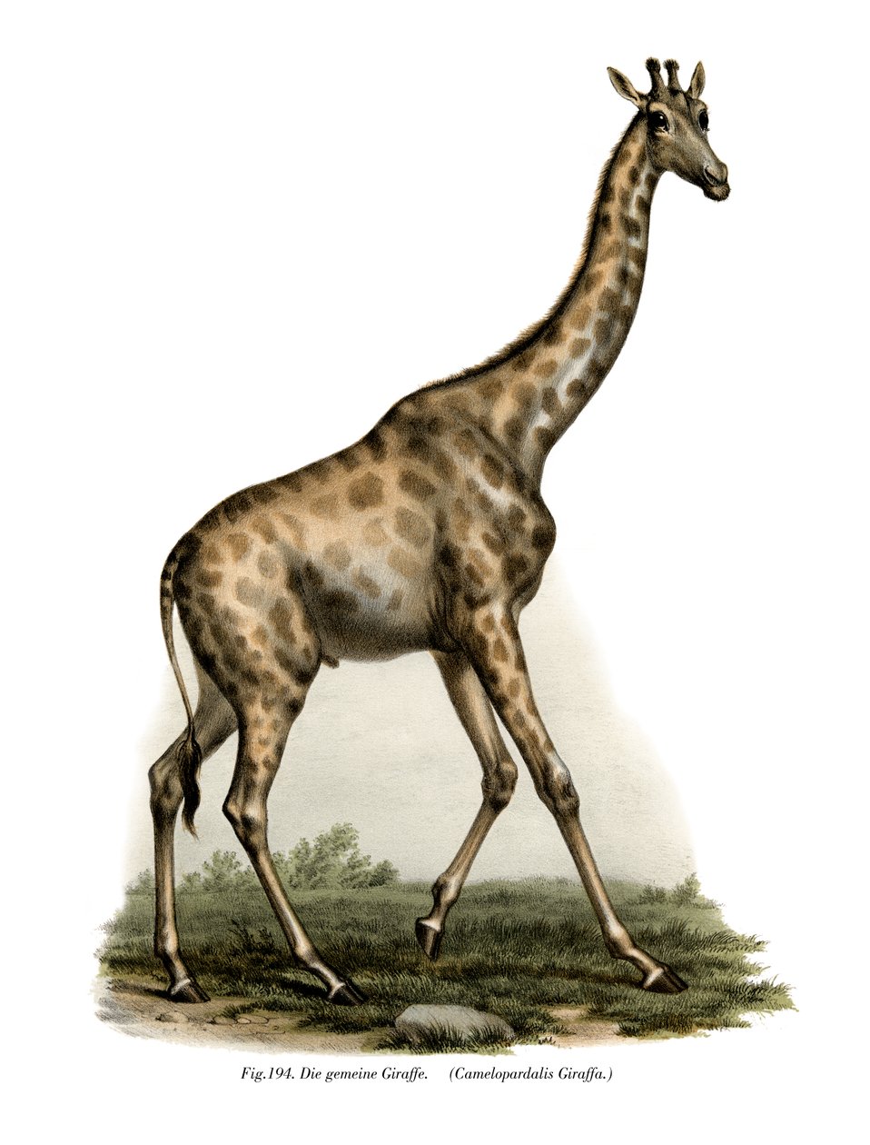 Giraf, 1860 af German School