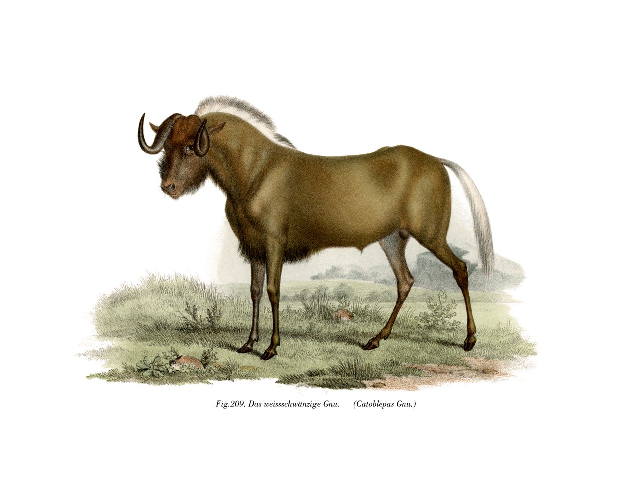 Gnu, 1860 af German School