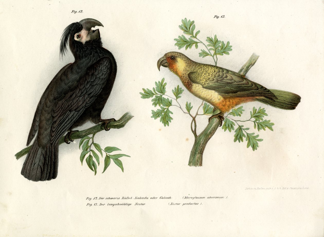 Goliat, 1864 af German School