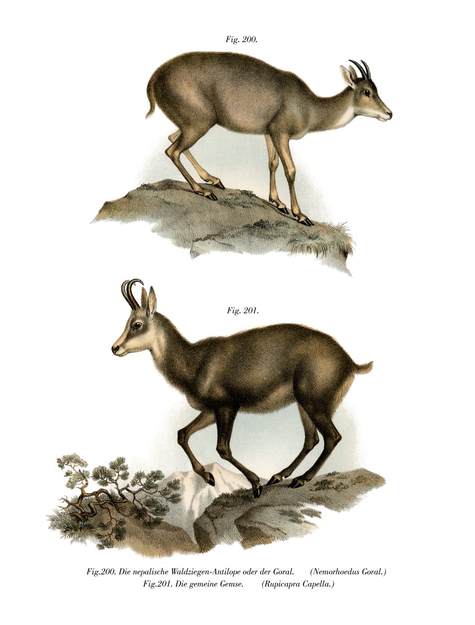 Grå Goral, 1860 af German School