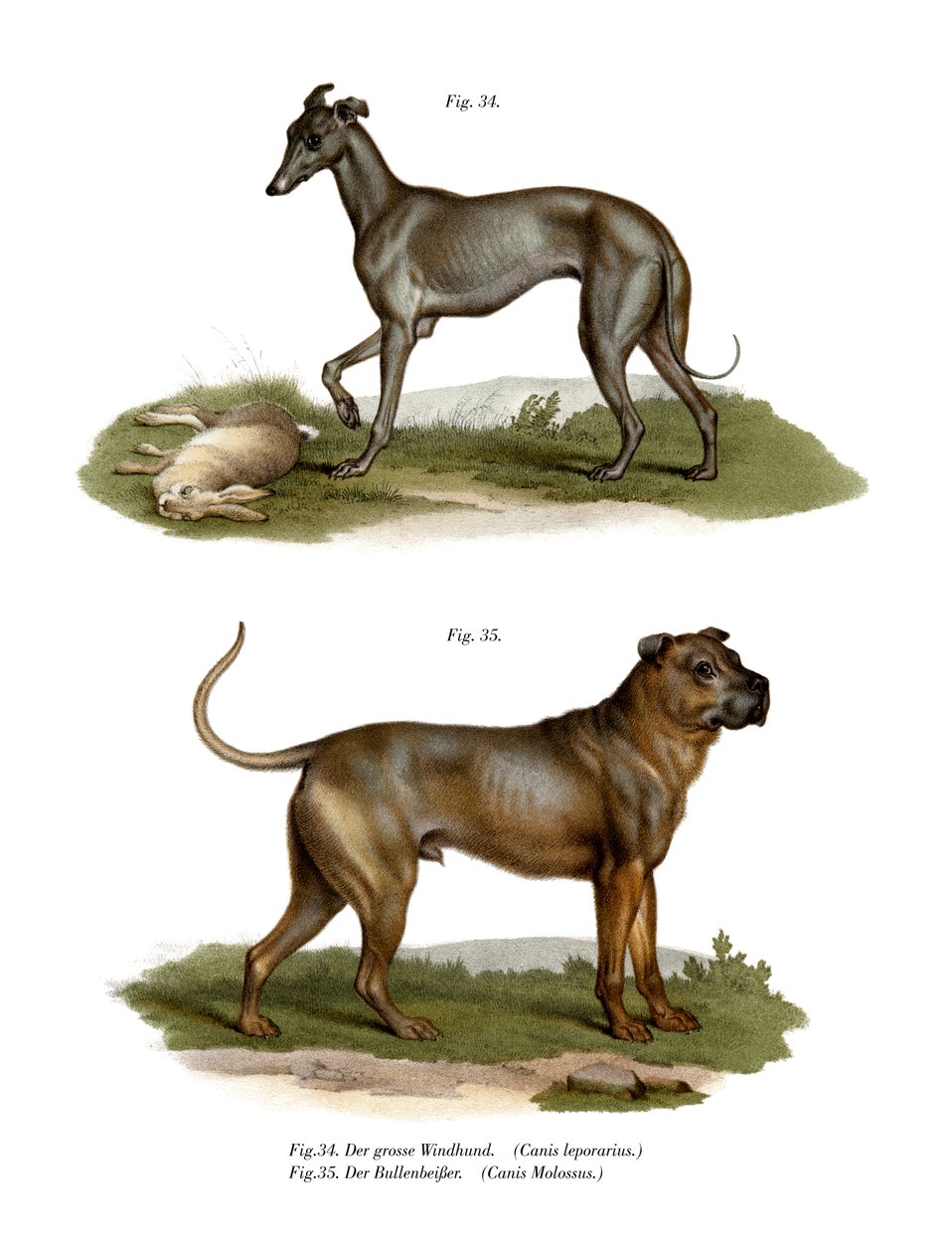 Greyhound, 1860 af German School