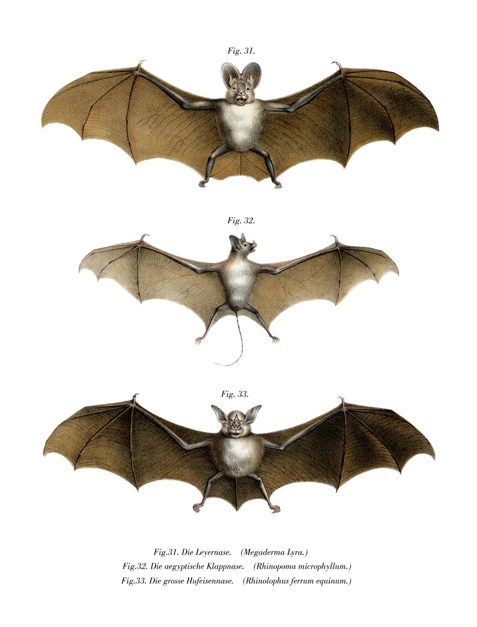 Greater False Vampyre Bat, 1860 af German School