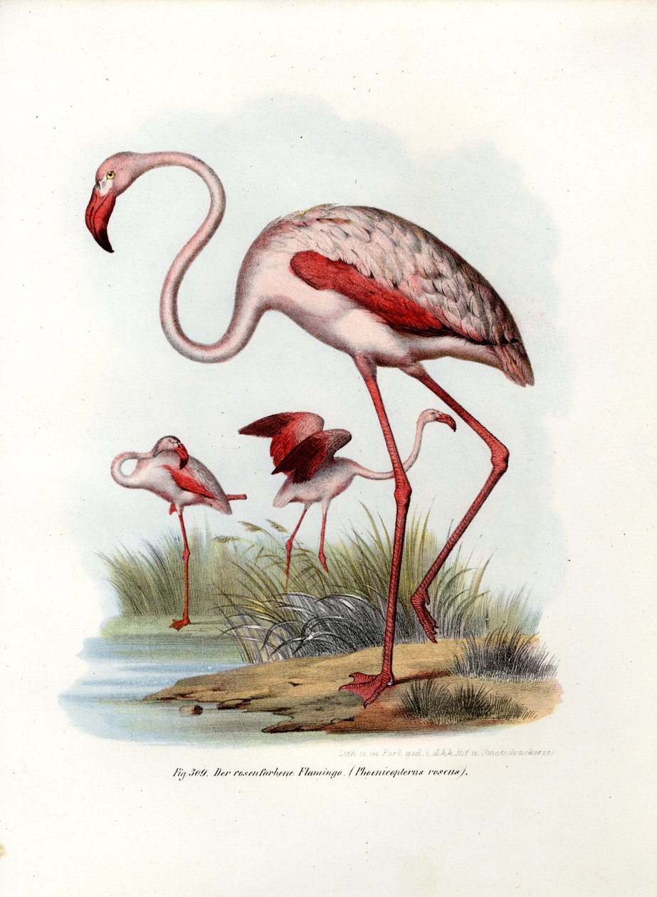 Greater Flamingo, 1864 af German School