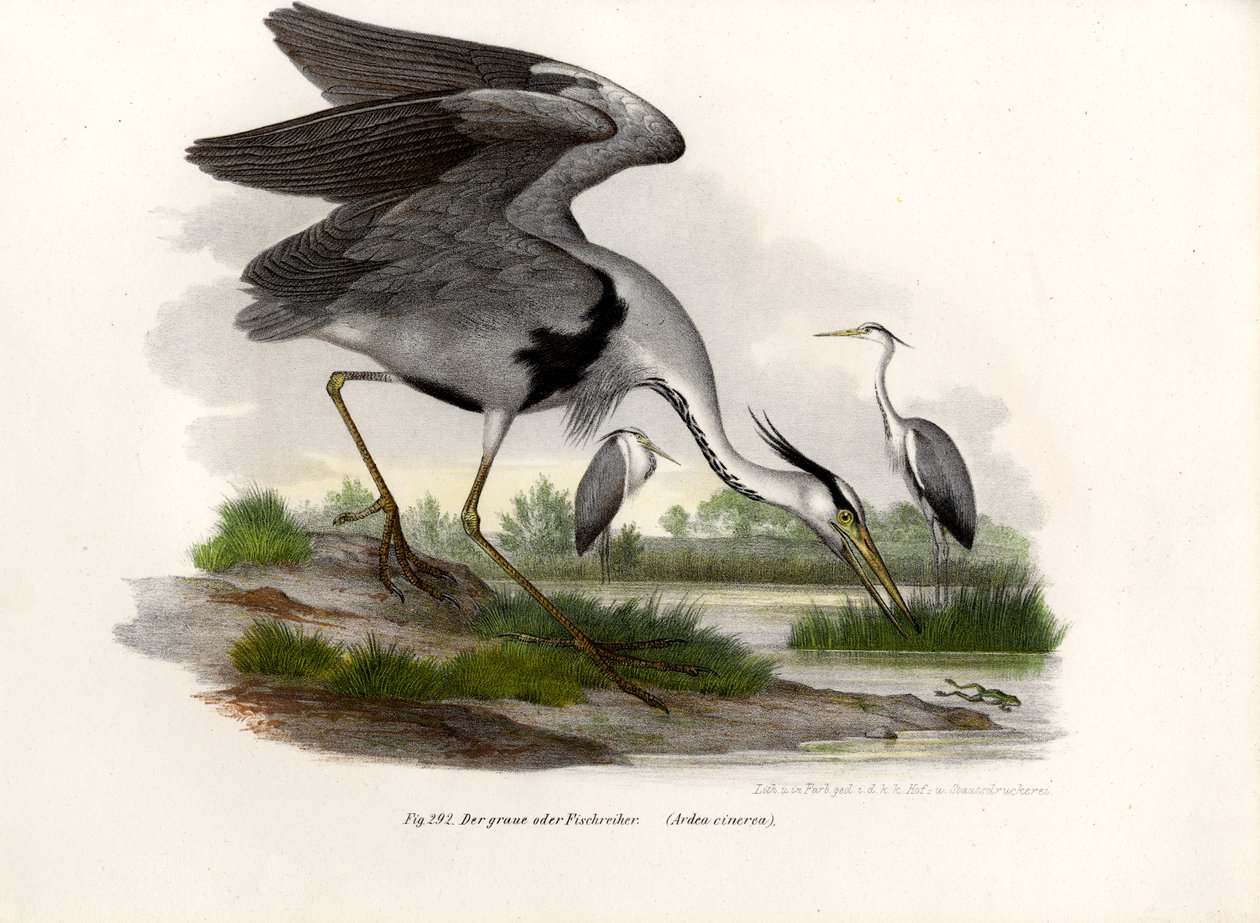 Gråhejre, 1864 af German School