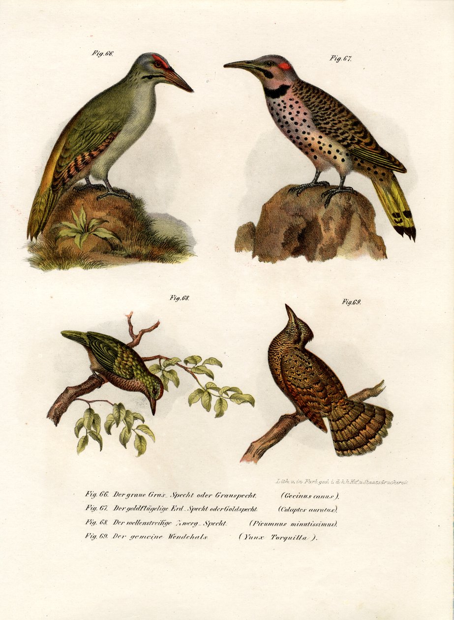 Gråhovedet spætte, 1864 af German School