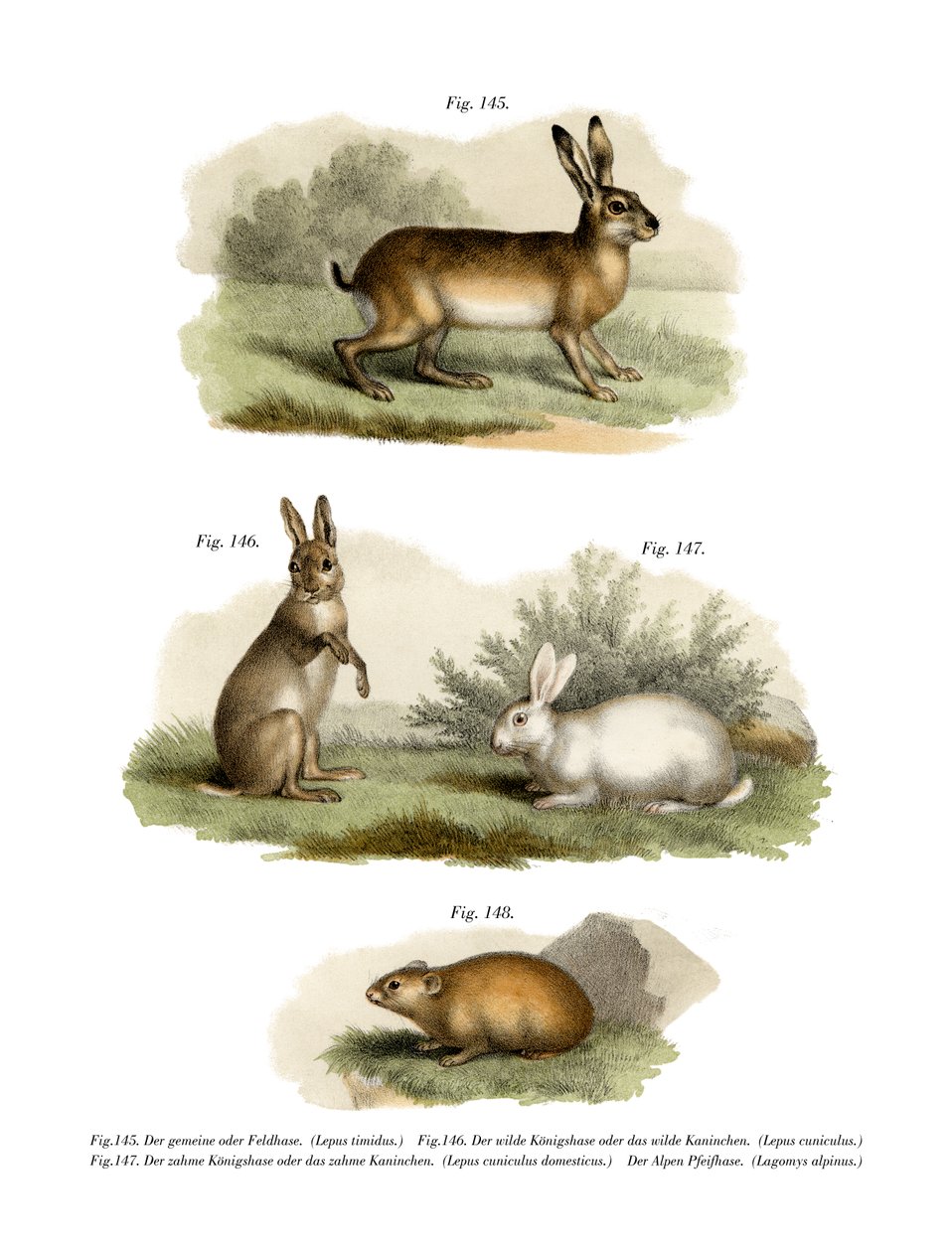 Hare, 1860 af German School
