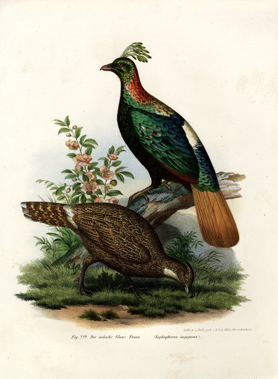 Himalaya Monal Fasan, 1864 af German School