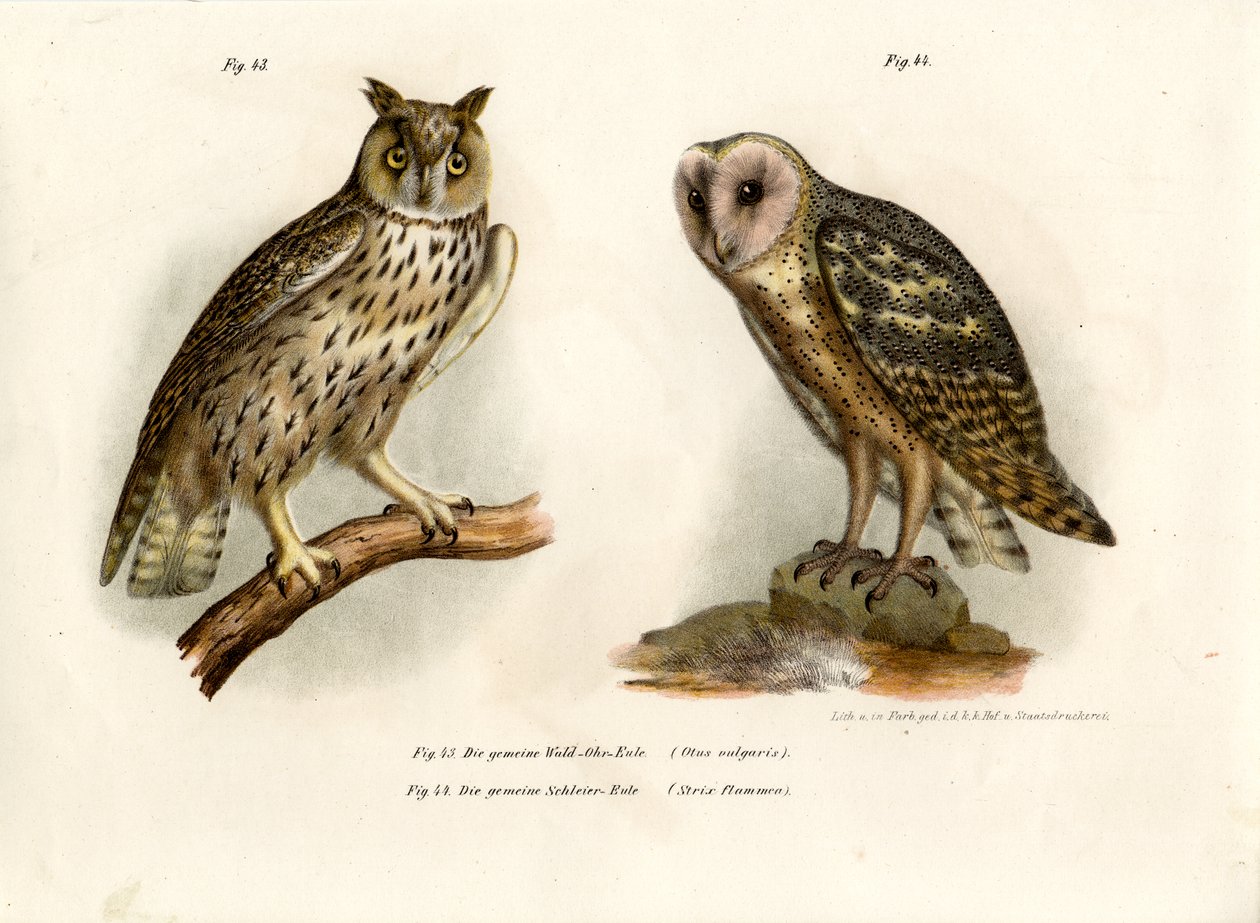 Hornugle, 1864 af German School