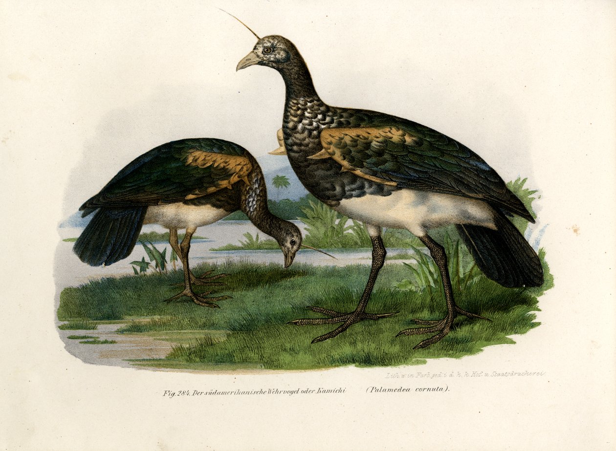 Horned Screamer, 1864 af German School