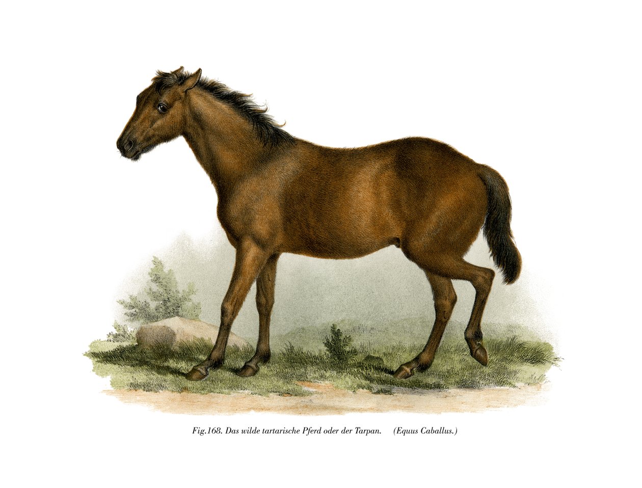 Hest, 1860 af German School