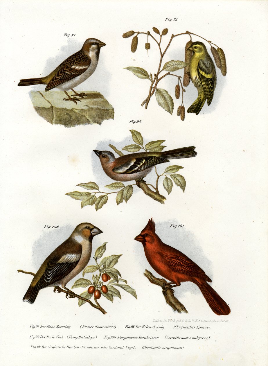 Husspurv, 1864 af German School