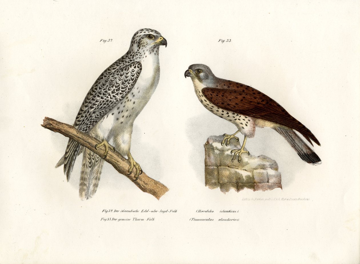 Islandsk Gyrfalcon, 1864 af German School