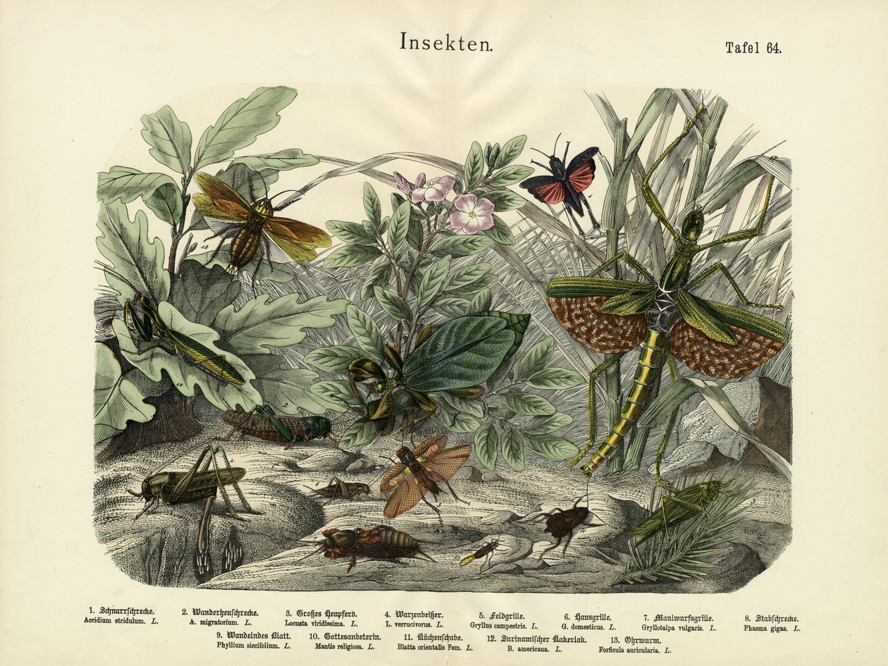 Insekter, ca. 1860 af German School