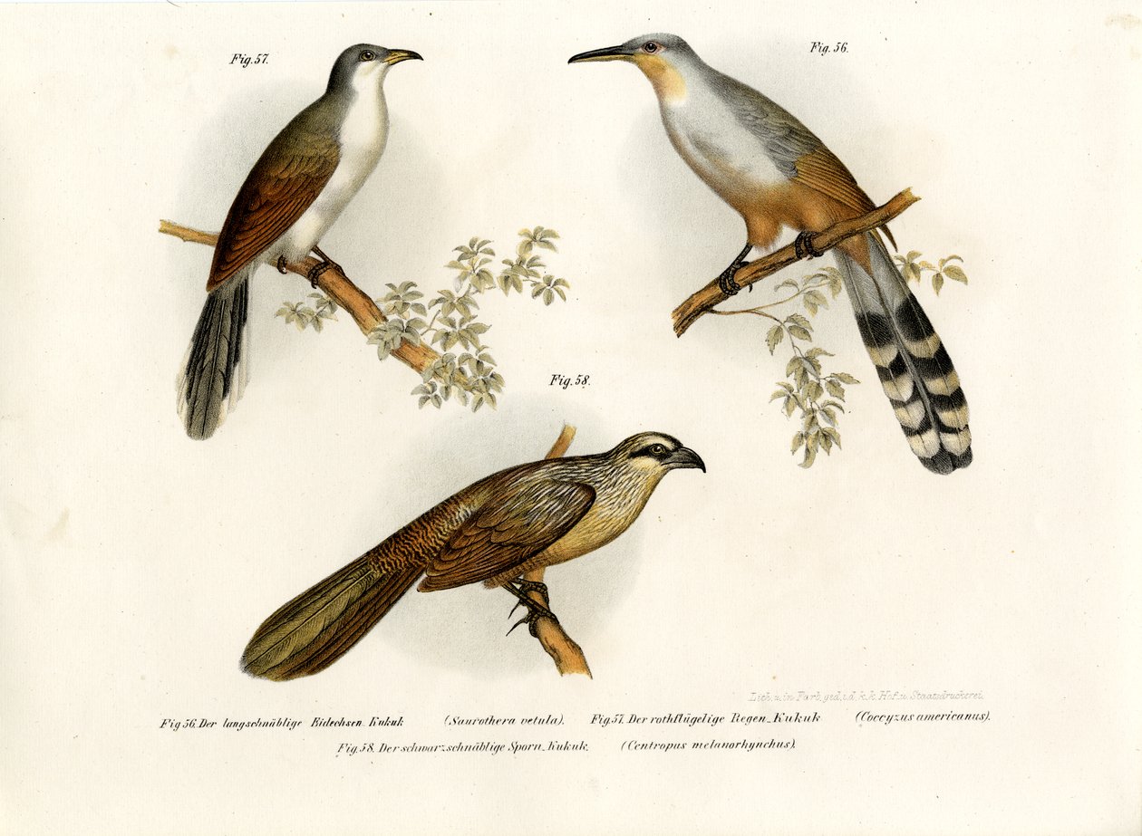 Jamaican Lizard Cuckoo, 1864 af German School