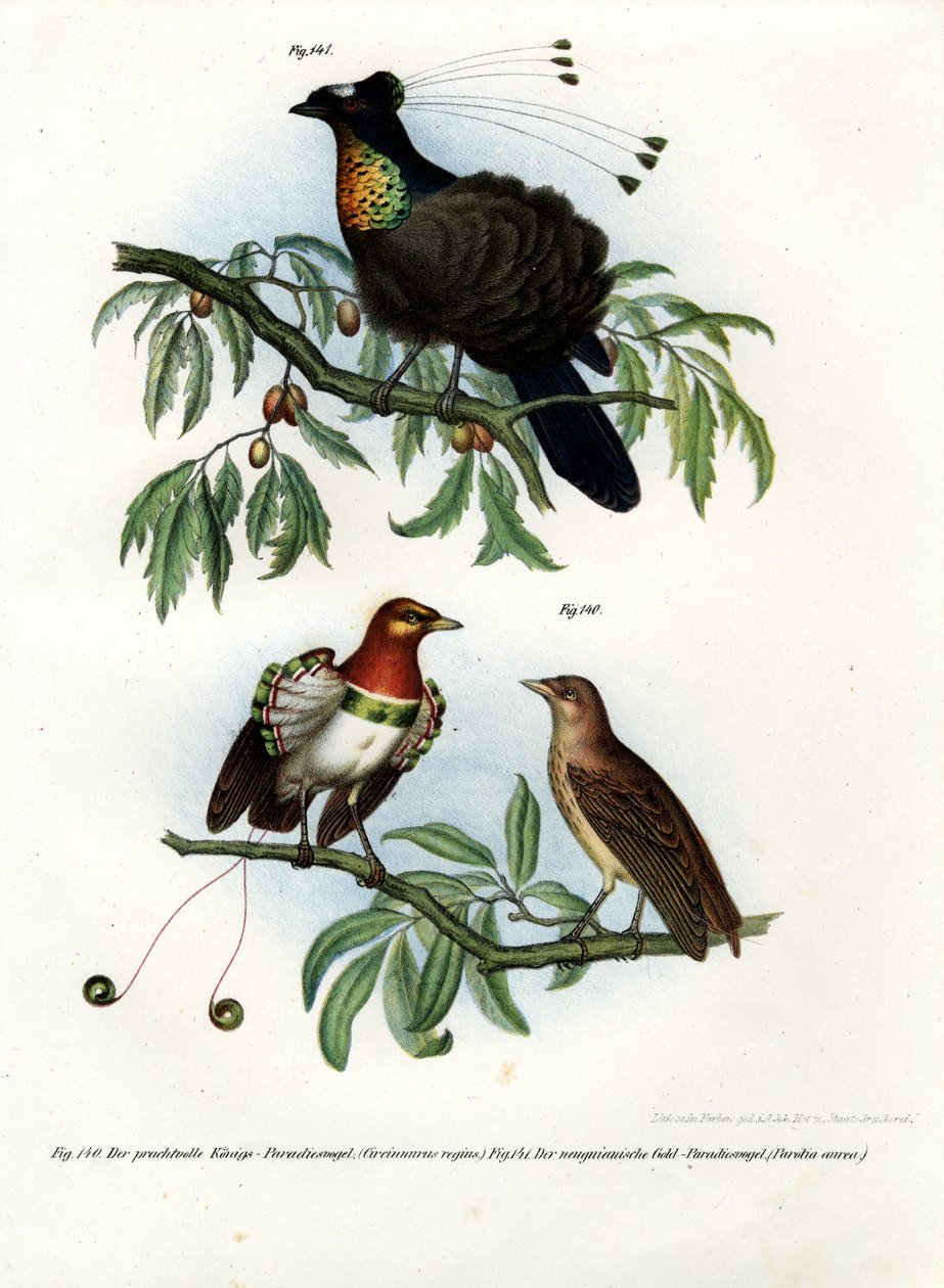 King Bird of Paradise, 1864 af German School