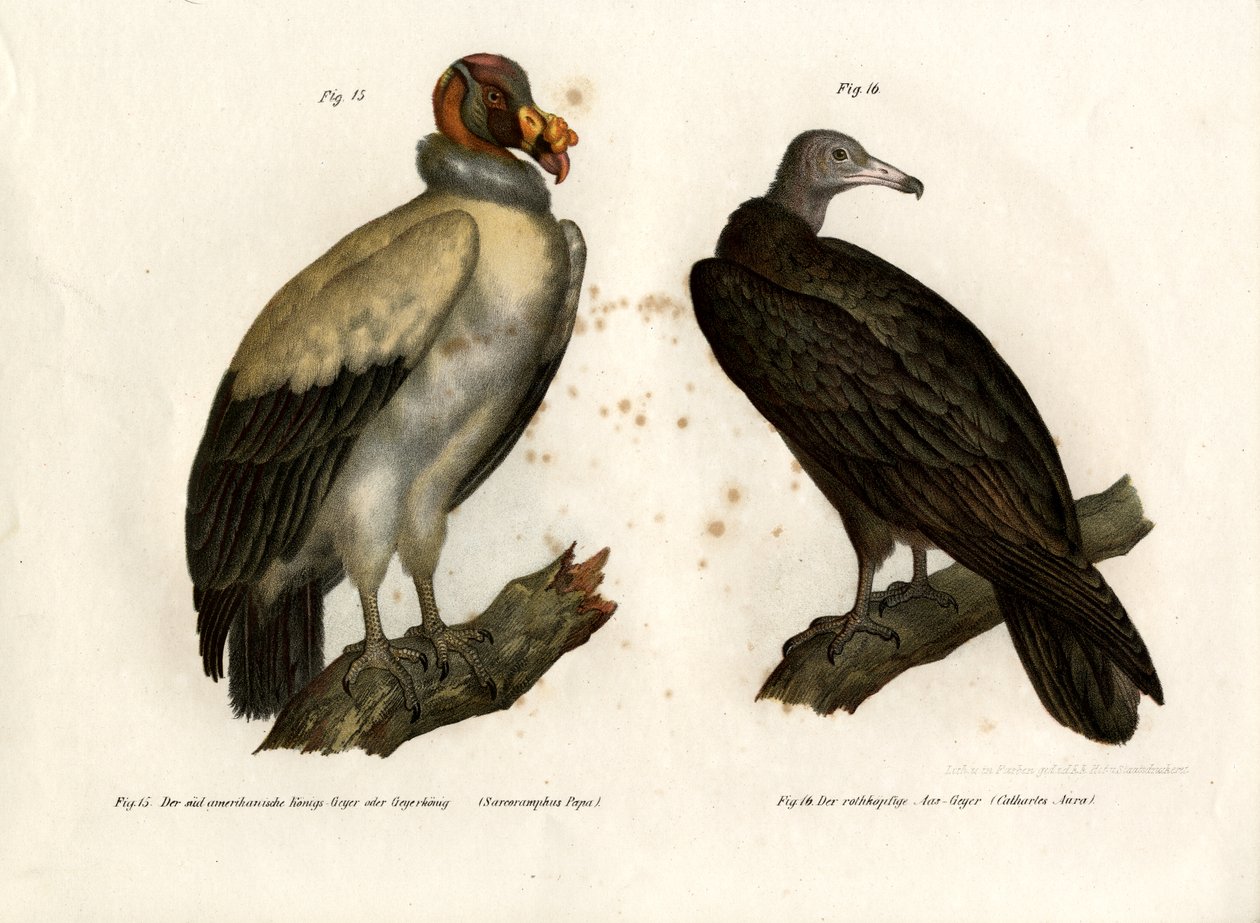 King Vulture, 1864 af German School