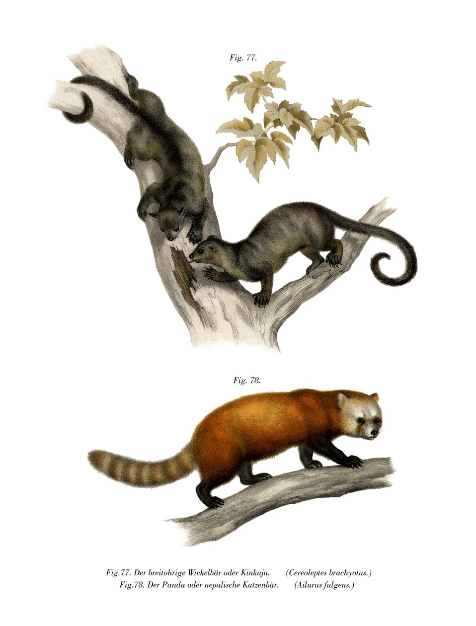 Kinkajou, 1860 af German School