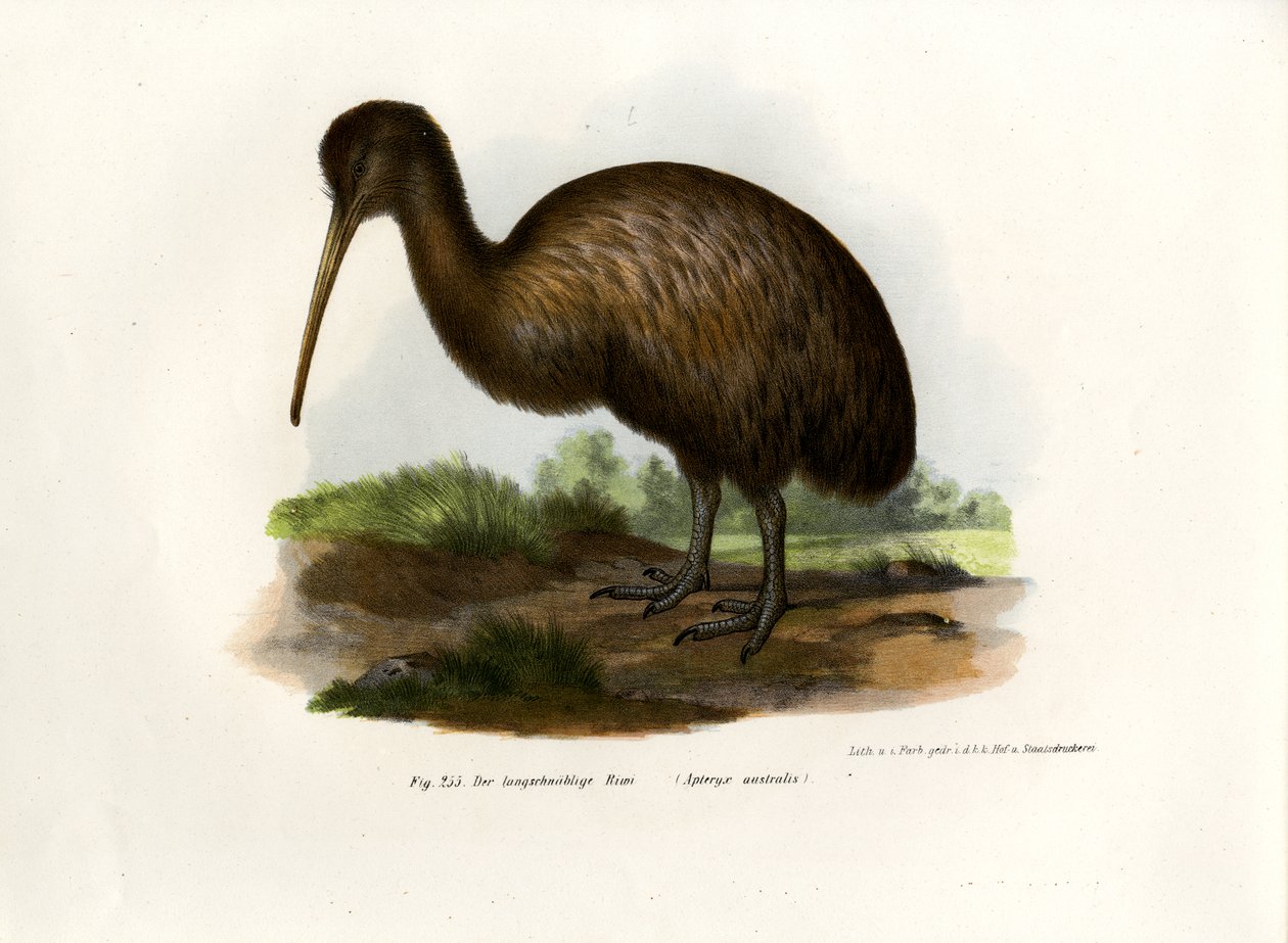 Kiwi, 1864 af German School