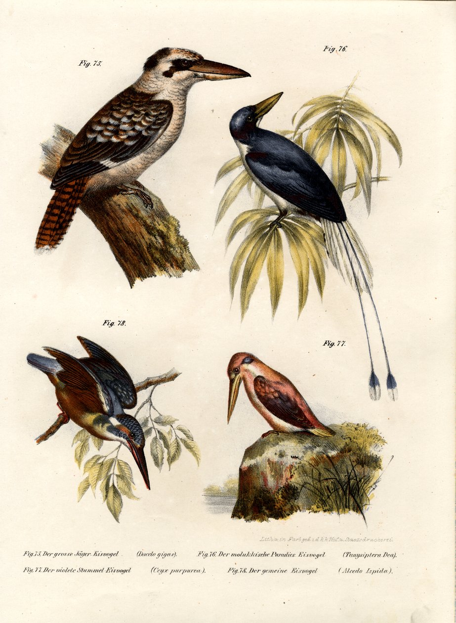 Kookaburra, 1864 af German School