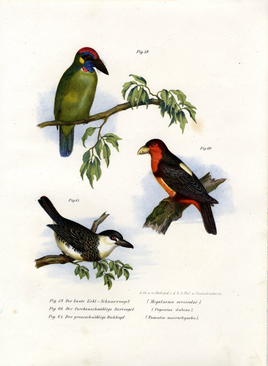 Stor grøn barbet, 1864 af German School