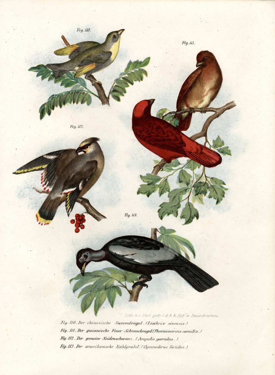 Leiothrix Fugl, 1864 af German School