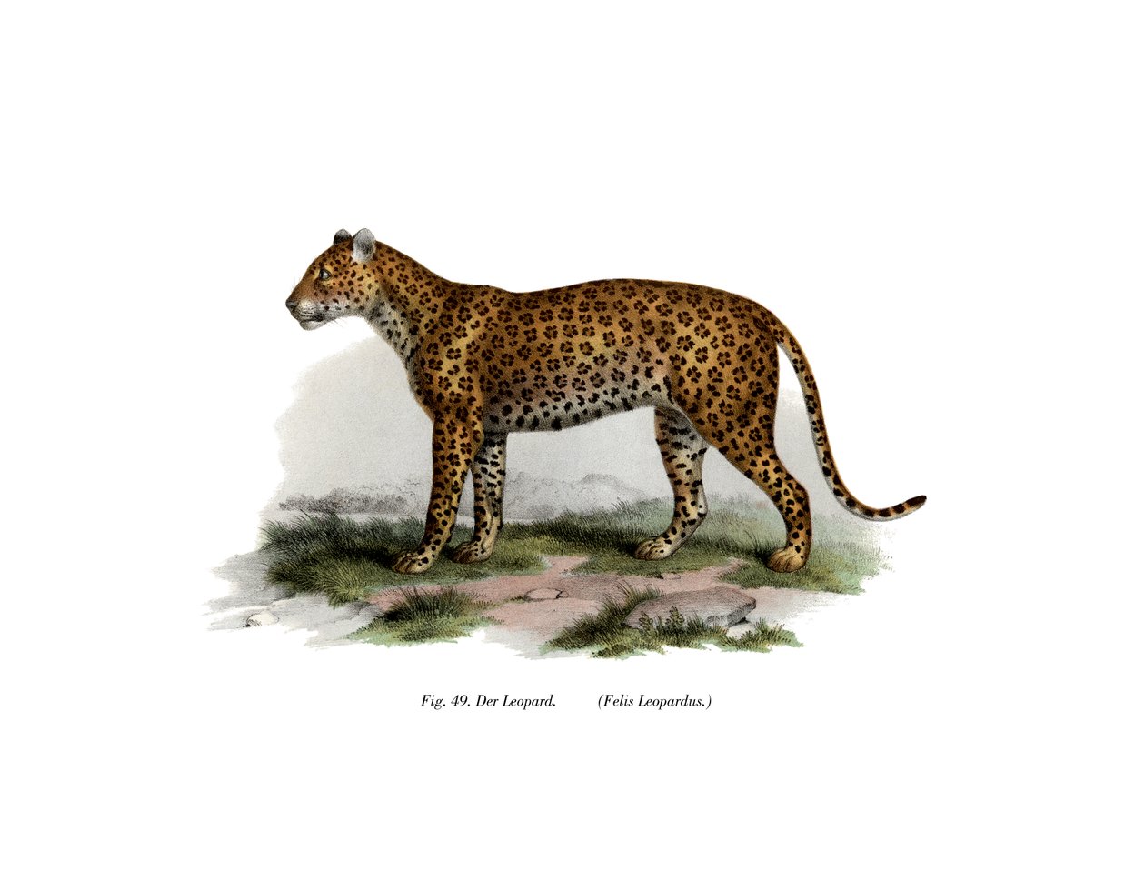 Leopard, 1860 af German School
