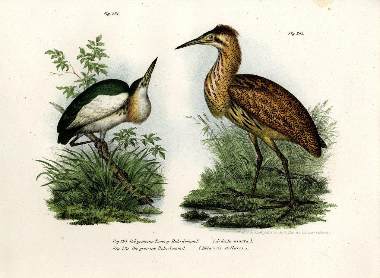 Lille Bittern, 1864 af German School