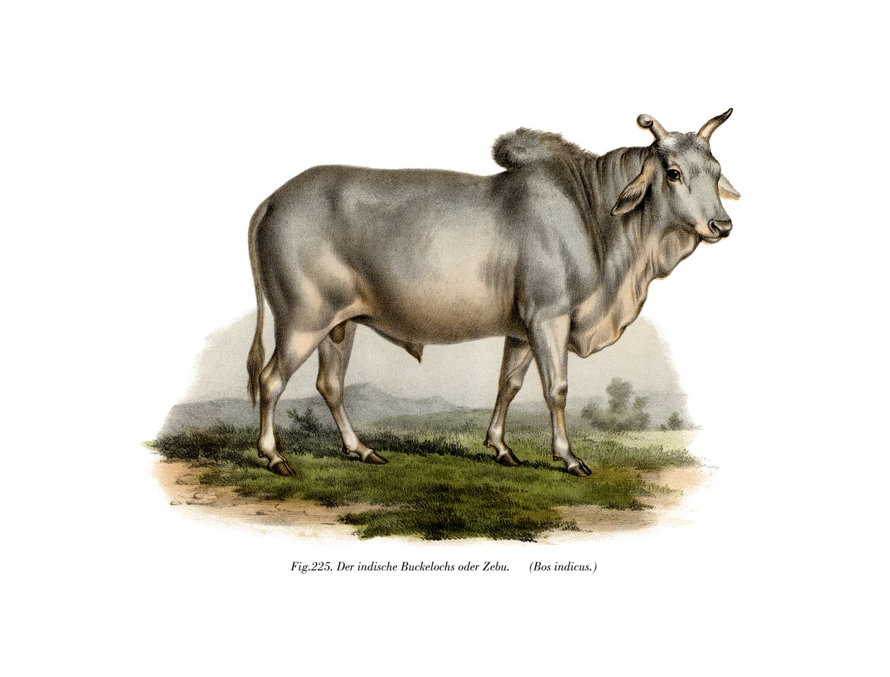 Mali trykker på Z for at kompensere for ko, 1860 af German School