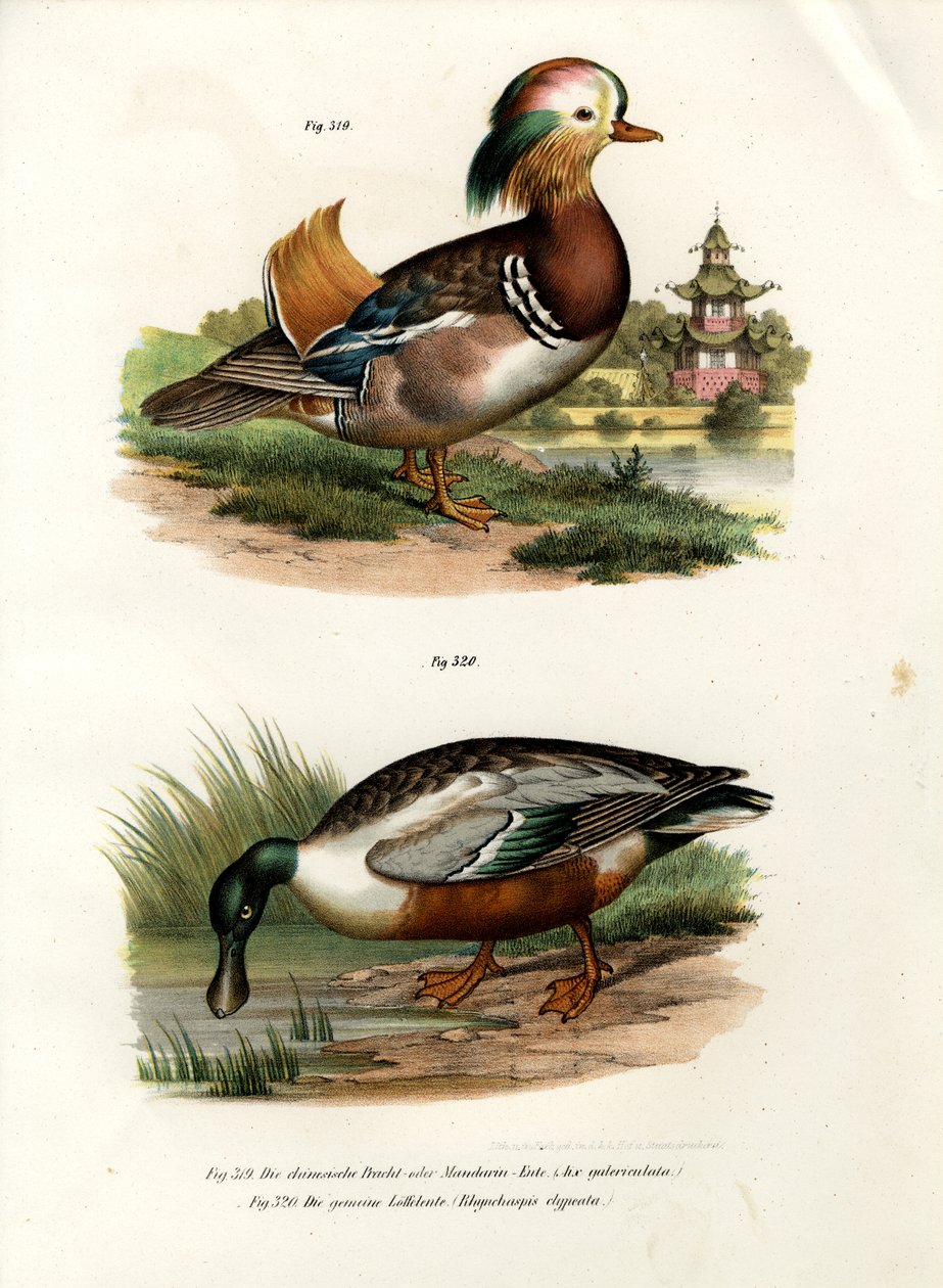 Mandarinand, 1864 af German School