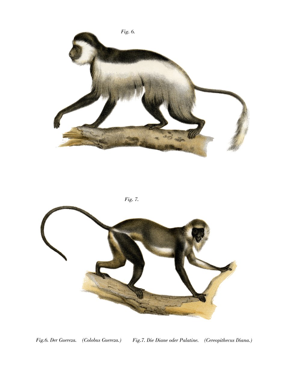 Mantled Guereza, 1860 af German School