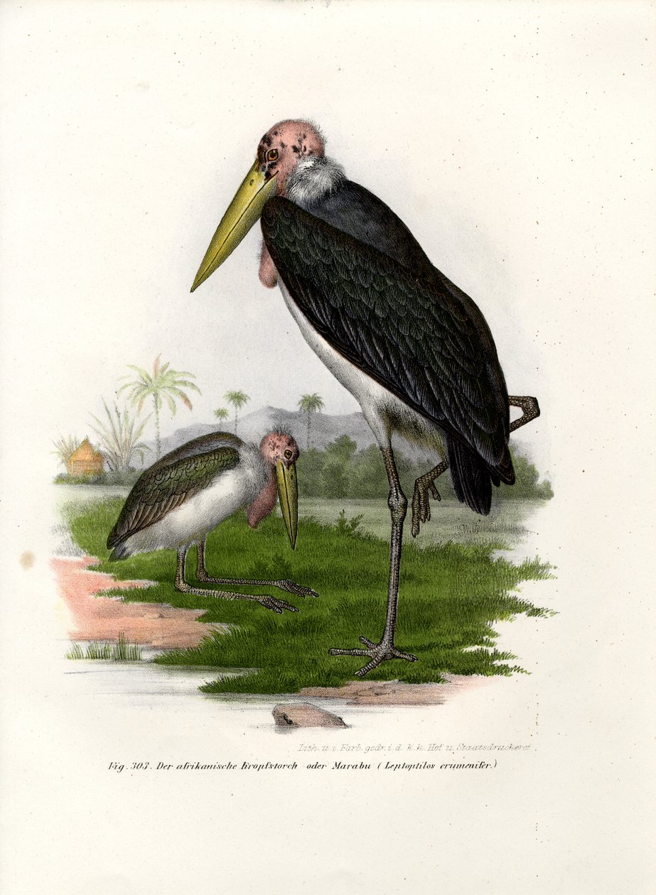 Marabou, 1864 af German School