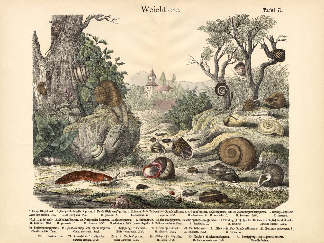 Bløddyr, ca. 1860 af German School