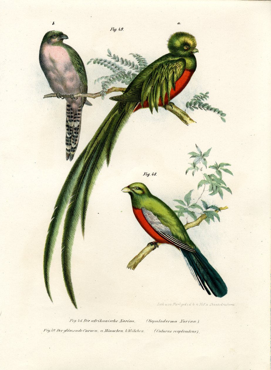 Narina Trogon, 1864 af German School