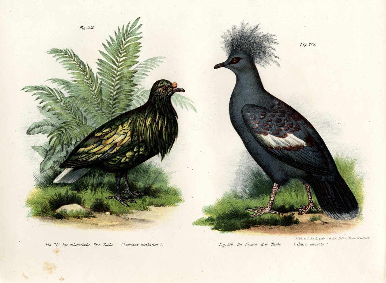 Nicobar Pigeon, 1864 af German School