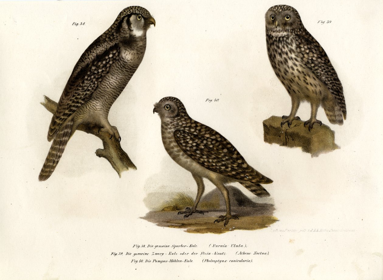 Northern Hawk Owl, 1864 af German School