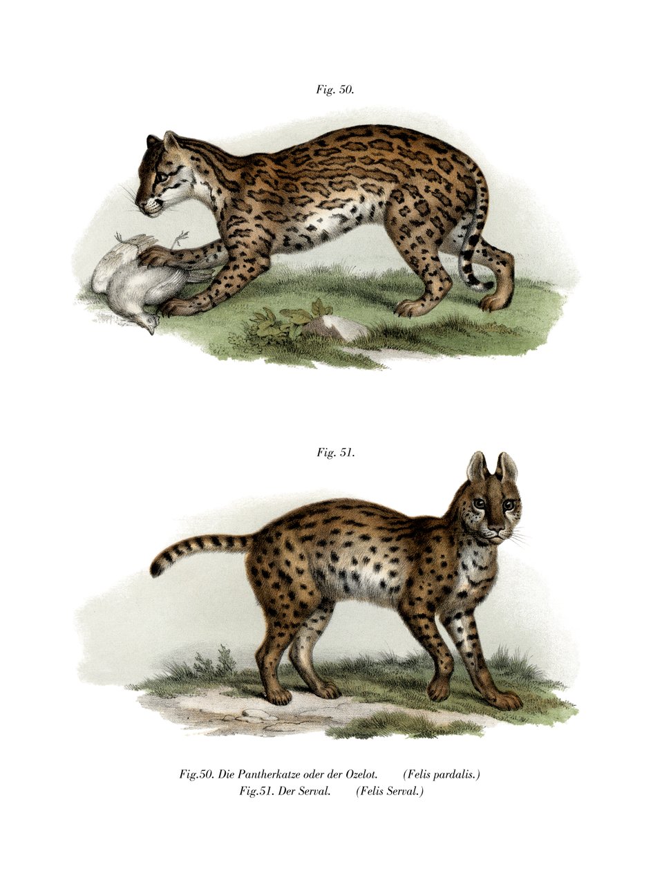 Ocelot, 1860 af German School