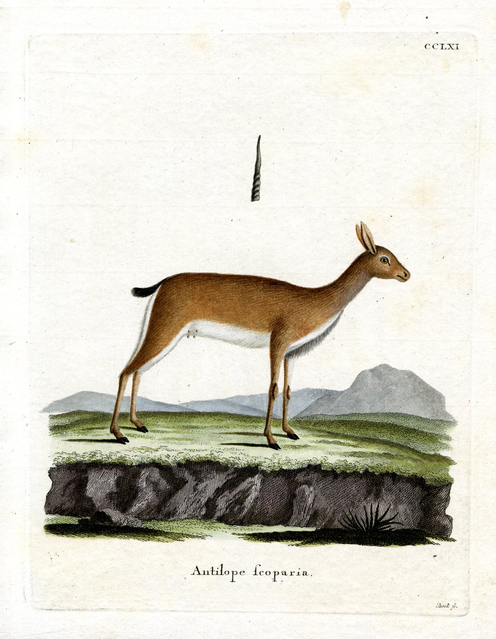 Oribi af German School