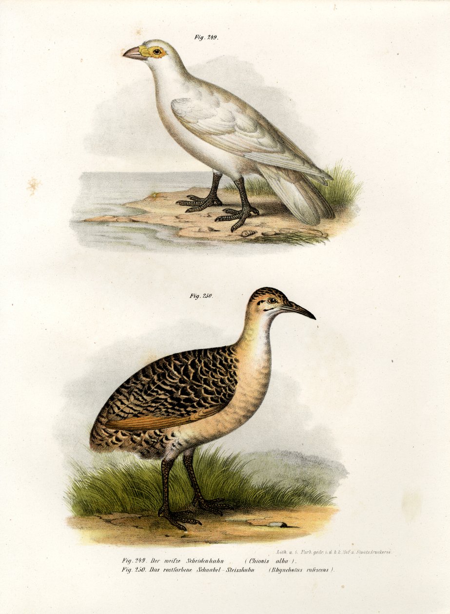 Bleg næb, 1864 af German School