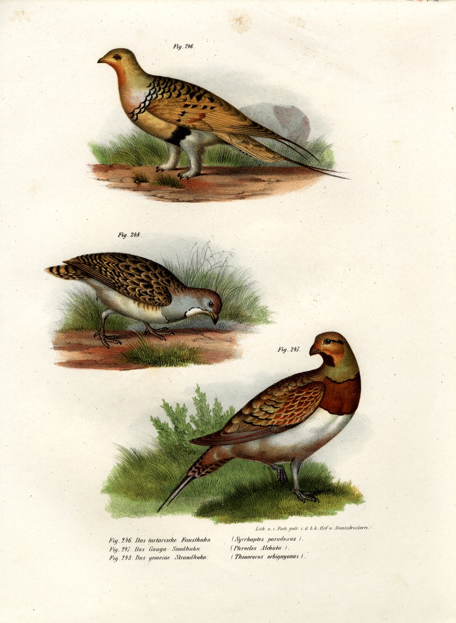 Pallas Sandgrouse, 1864 af German School