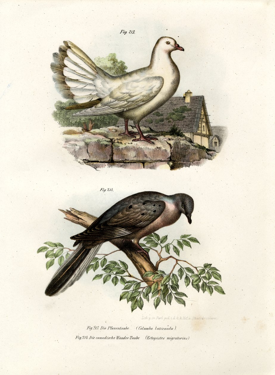 Påfugledue, 1864 af German School