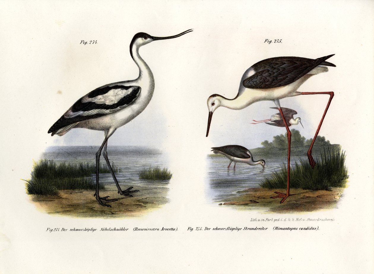 Pied Avocet, 1864 af German School