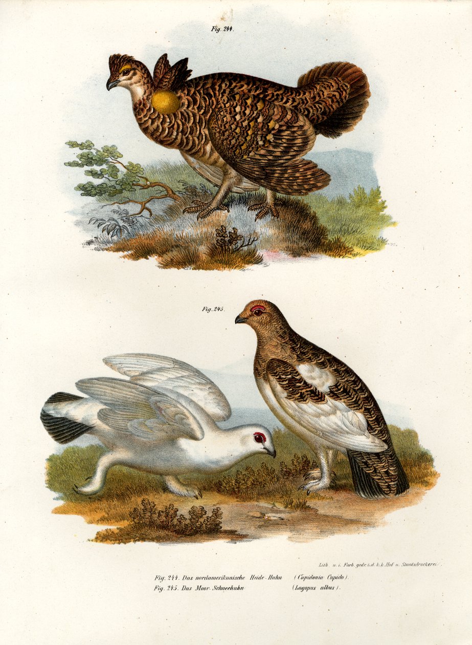 Ryper, 1864 af German School