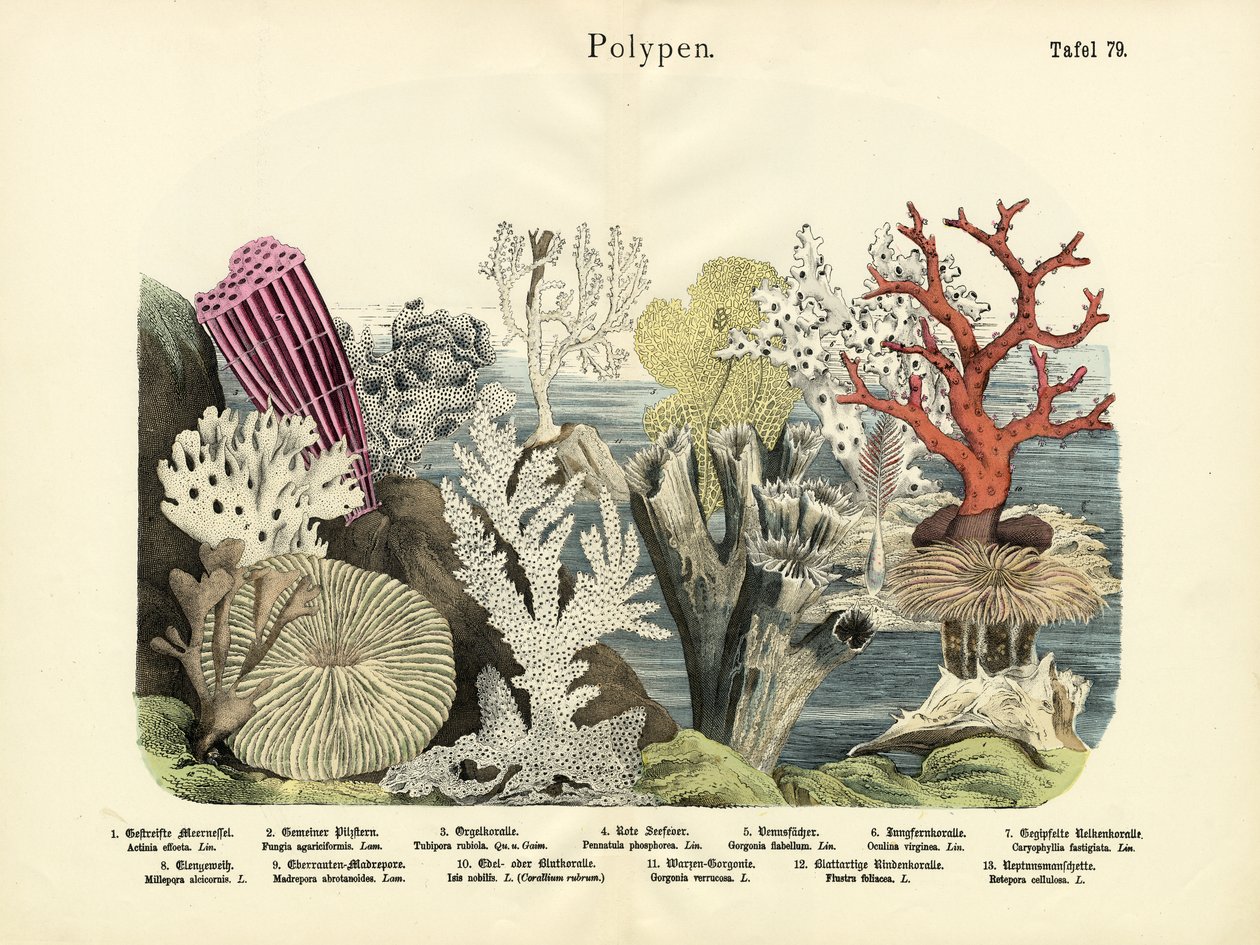 Polypper, ca. 1860 af German School