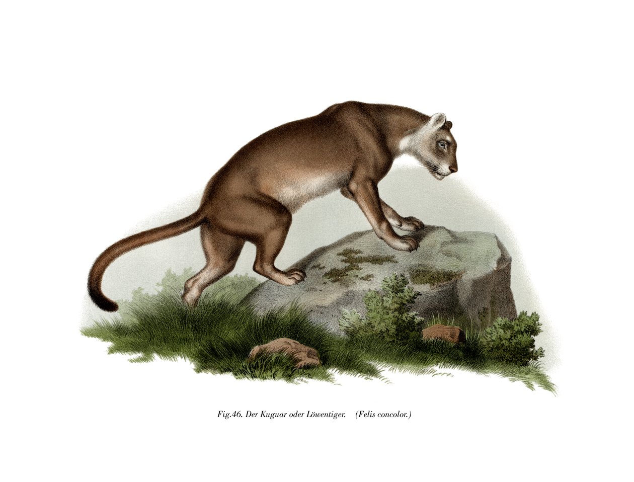 Puma, 1860 af German School